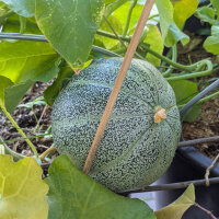 Melón reticulado Petit gris de Rennes (Cucumis melo) semillas ecológicas