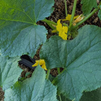 Pepino tipo malla Salome (Cucumis sativus) semillas ecológicas