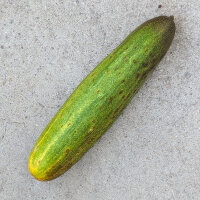 Pepino tipo malla Salome (Cucumis sativus) semillas ecológicas
