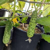 Pepino tipo malla Salome (Cucumis sativus) semillas ecológicas