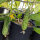 Pepino tipo malla Salome (Cucumis sativus) semillas ecológicas