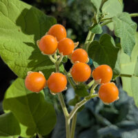 Tomate de árbol enano (Solanum abutiloides) semillas