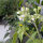 Tomate de árbol enano (Solanum abutiloides) semillas