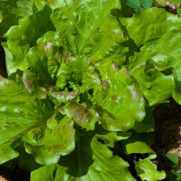 Lechuga batavia Maravilla de Verano (Lactuca sativa)...