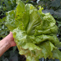 Lechuga batavia Maravilla de Verano (Lactuca sativa) semillas