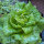 Lechuga batavia Maravilla de Verano (Lactuca sativa) semillas