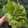 Lechuga batavia Maravilla de Verano (Lactuca sativa) semillas