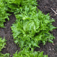 Lechuga iceberg Ice Queen (Lactuca sativa) semillas
