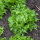 Lechuga iceberg Ice Queen (Lactuca sativa) semillas