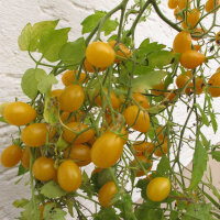 Tomate Dattelwein (Solanum lycopersicum) semillas