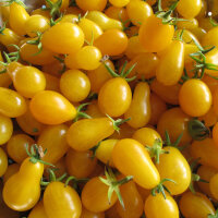 Tomate Dattelwein (Solanum lycopersicum) semillas