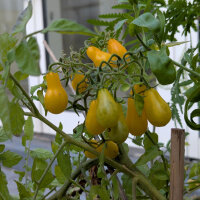 Tomate Dattelwein (Solanum lycopersicum) semillas