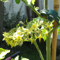 Tomate Dattelwein (Solanum lycopersicum) semillas