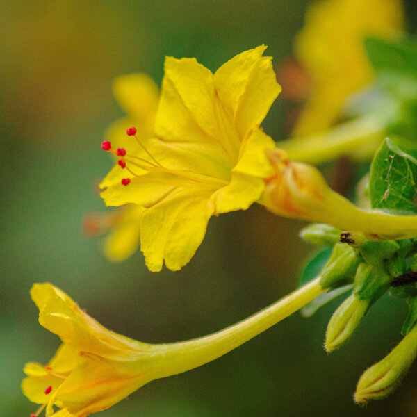 Dondiego de noche (Mirabilis jalapa) semillas