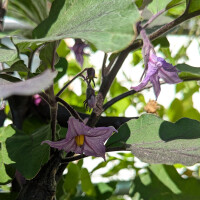 Berenjena Tarim (Solanum melongena) semillas ecológicas
