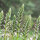 Acanto (Acanthus mollis) semillas