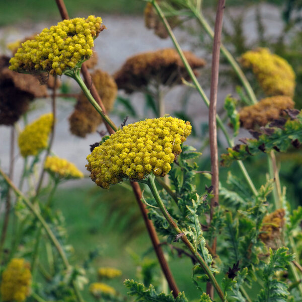 Milenrama amarilla Cloth of Gold (Achillea filipendulina) semillas