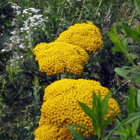 Milenrama amarilla Cloth of Gold (Achillea filipendulina) semillas