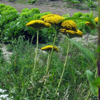 Milenrama amarilla Cloth of Gold (Achillea filipendulina) semillas