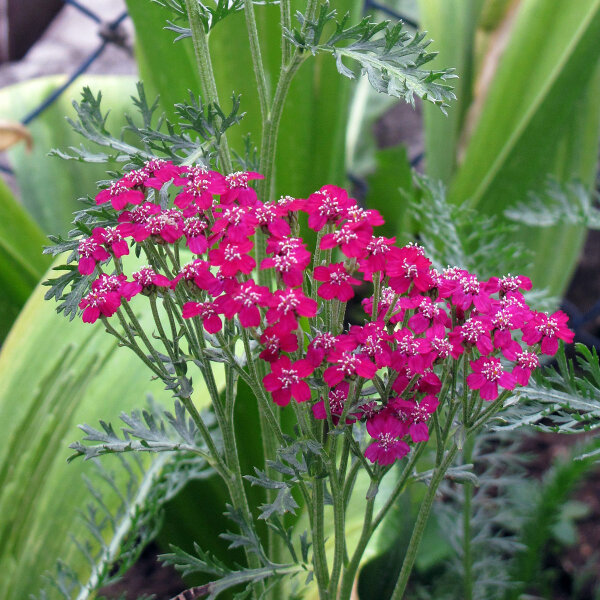 Milenrama roja Cerise Queen (Achillea millefolium) semillas