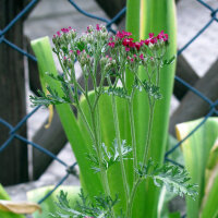 Milenrama roja Cerise Queen (Achillea millefolium) semillas