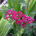 Milenrama roja Cerise Queen (Achillea millefolium) semillas
