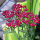 Milenrama roja Cerise Queen (Achillea millefolium) semillas