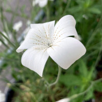 Neguilla blanca ‘Ocean Pearls’ (Agrostemma...