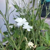 Neguilla blanca ‘Ocean Pearls’ (Agrostemma githago) semillas