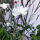 Neguilla blanca ‘Ocean Pearls’ (Agrostemma githago) semillas