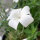 Neguilla blanca ‘Ocean Pearls’ (Agrostemma githago) semillas