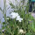 Neguilla blanca ‘Ocean Pearls’ (Agrostemma githago) semillas