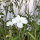 Neguilla blanca ‘Ocean Pearls’ (Agrostemma githago) semillas