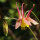 Aguileña canadiense (Aquilegia canadensis) semillas