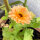 Caléndula rosa salmón Pink Surprise (Calendula officinalis) semillas