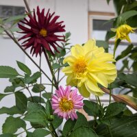 Mezcla de Dalias altas Decorative Giants (Dahlia...