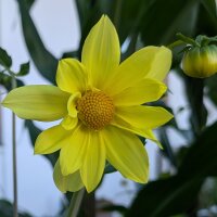 Mezcla de Dalias altas Decorative Giants (Dahlia...