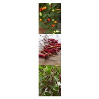 Chiles tailandeses - Kit de semillas