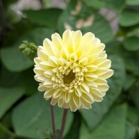 Mezcla de Dalias pompón (Dahlia variabilis) semillas