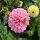 Mezcla de Dalias pompón (Dahlia variabilis) semillas