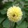 Mezcla de Dalias pompón (Dahlia variabilis) semillas