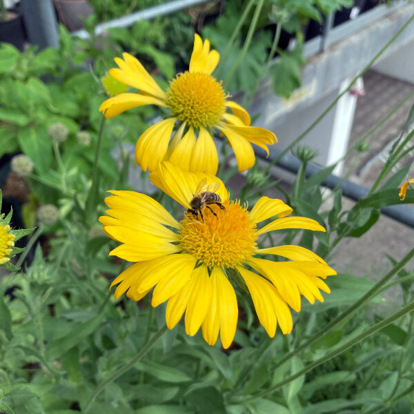 Gallardia Aurea Pura (Gaillardia aristata) semillas