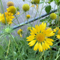 Gallardia Aurea Pura (Gaillardia aristata) semillas