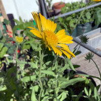 Gallardia Aurea Pura (Gaillardia aristata) semillas