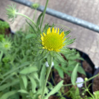 Gallardia Aurea Pura (Gaillardia aristata) semillas