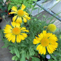 Gallardia Aurea Pura (Gaillardia aristata) semillas