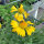 Gallardia Aurea Pura (Gaillardia aristata) semillas
