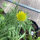 Gallardia Aurea Pura (Gaillardia aristata) semillas