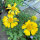 Gallardia Aurea Pura (Gaillardia aristata) semillas