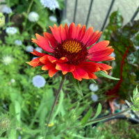 Gallardia naranja Tokajer (Gaillardia aristata) semillas
